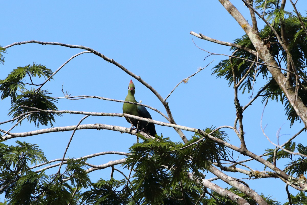 Turaco de Fischer (fischeri) - ML612041359