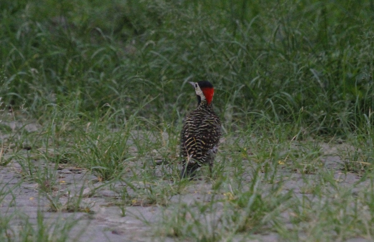 Green-barred Woodpecker (Golden-breasted) - ML612041369