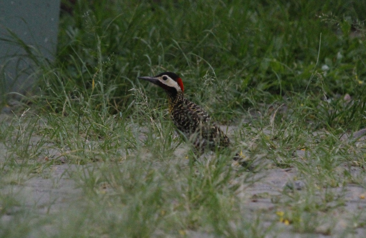 Green-barred Woodpecker (Golden-breasted) - ML612041370