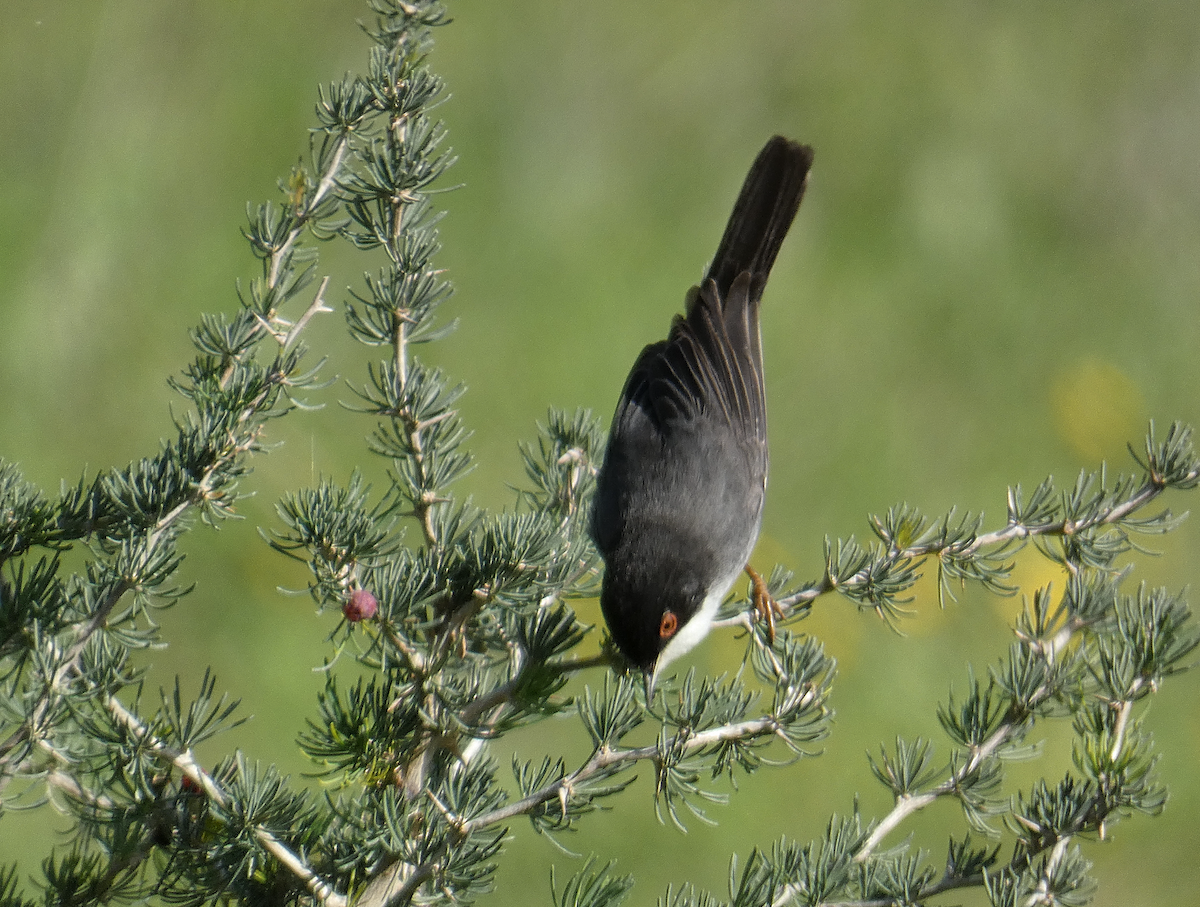 Sardinian Warbler - ML612041371