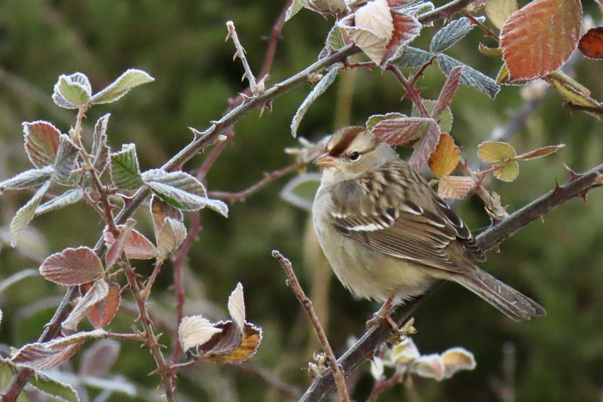 White-crowned Sparrow - ML612041384