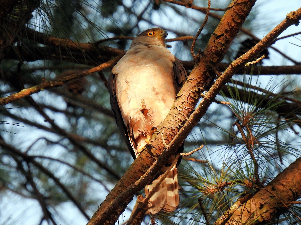 jestřáb neotropický (ssp. pileatus/guttifer) - ML612041387