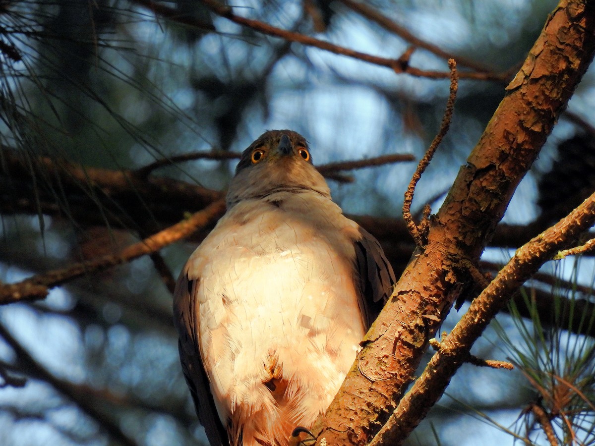 jestřáb neotropický (ssp. pileatus/guttifer) - ML612041388