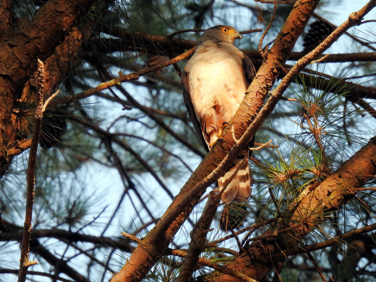 jestřáb neotropický (ssp. pileatus/guttifer) - ML612041389