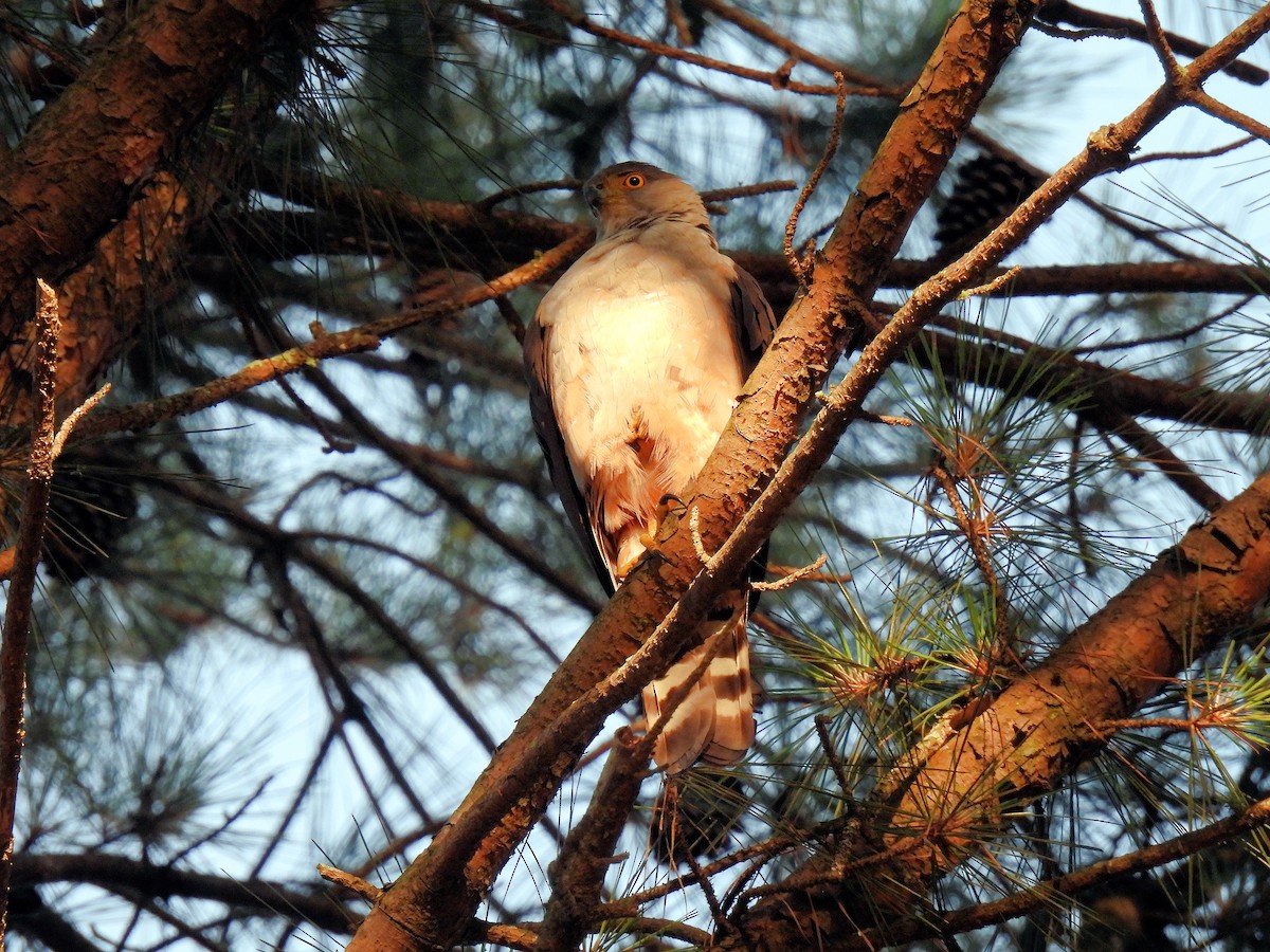 jestřáb neotropický (ssp. pileatus/guttifer) - ML612041390