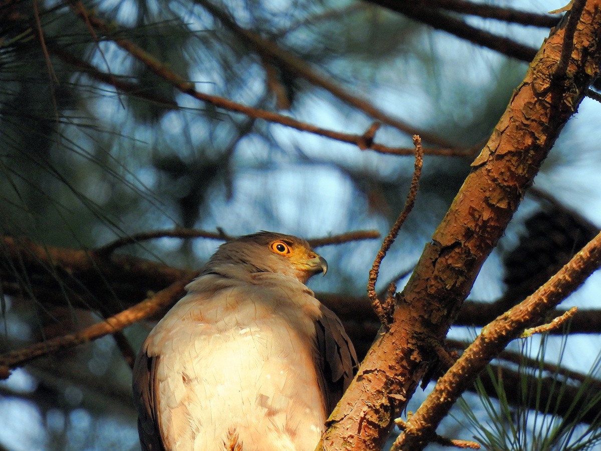 jestřáb neotropický (ssp. pileatus/guttifer) - ML612041391