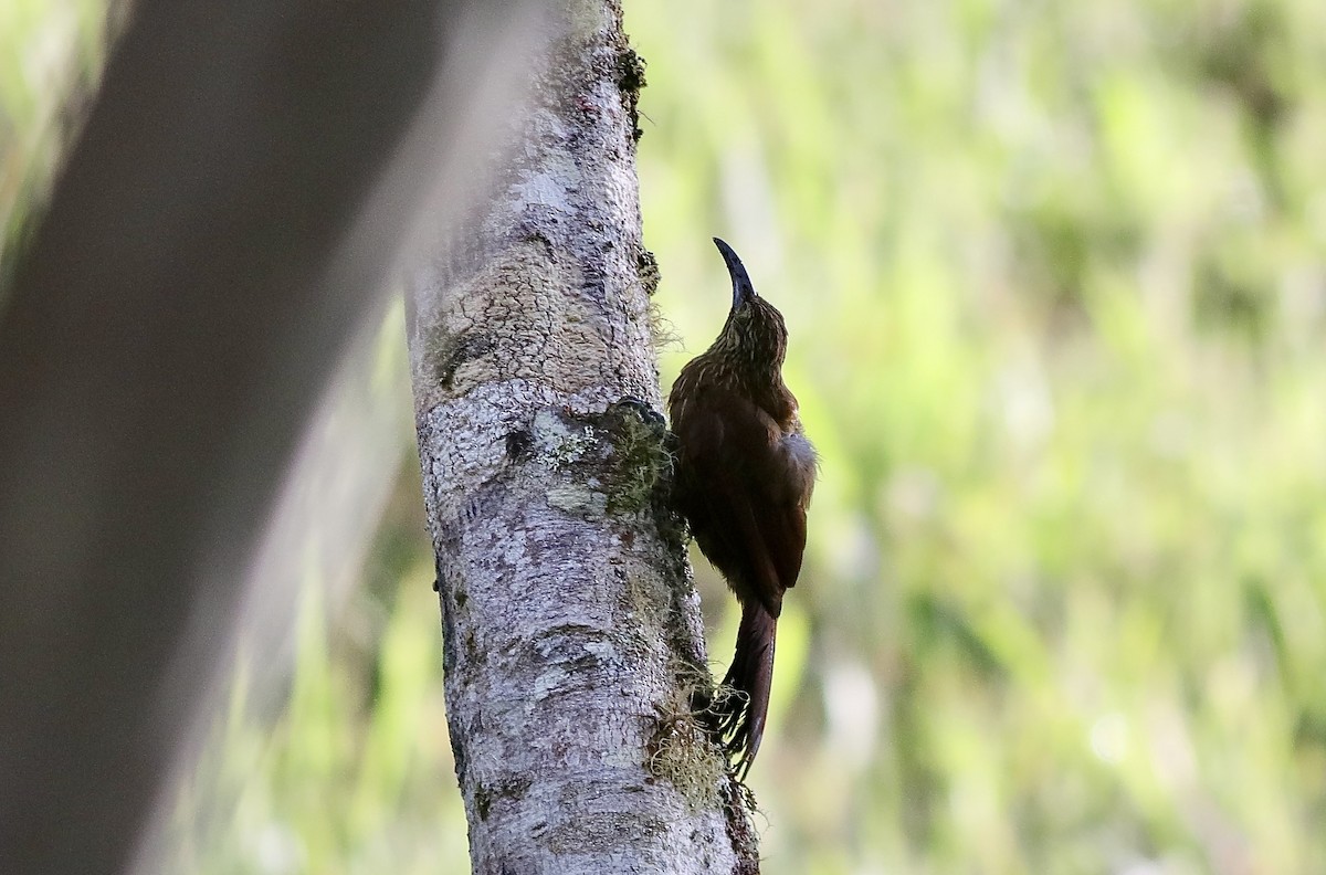 Strong-billed Woodcreeper - ML612041419