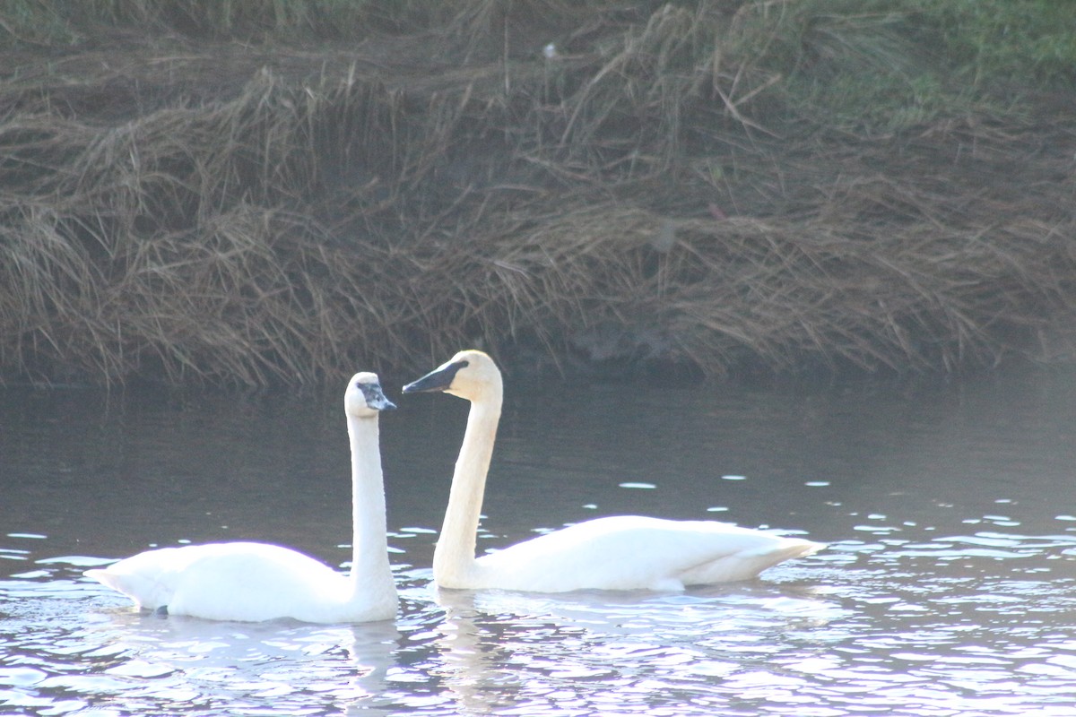 Trumpeter Swan - ML612041429