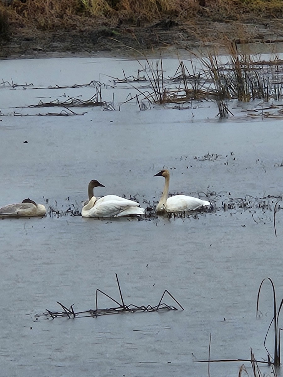 Trumpeter Swan - ML612041500