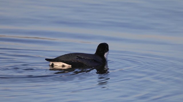 Guillemot à cou blanc - ML612041642