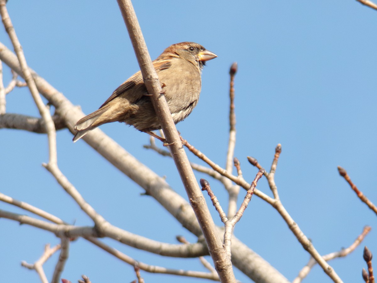 House Sparrow - Aquiles Enriquez