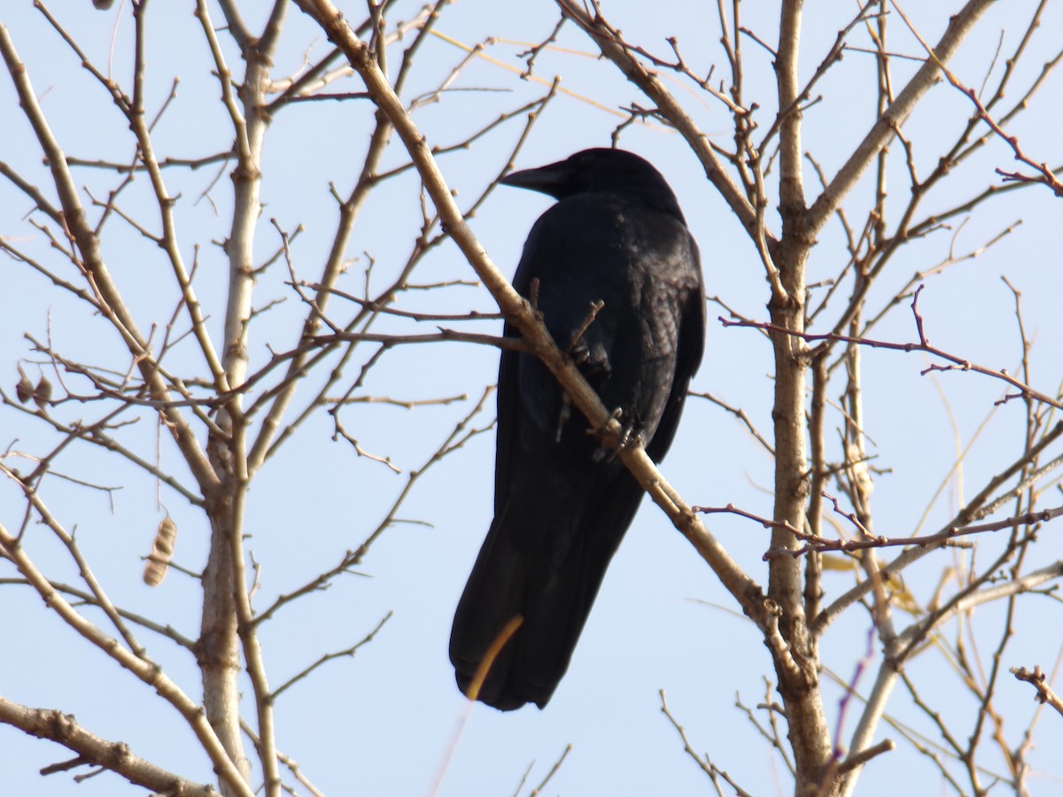 Fish Crow - ML612041691