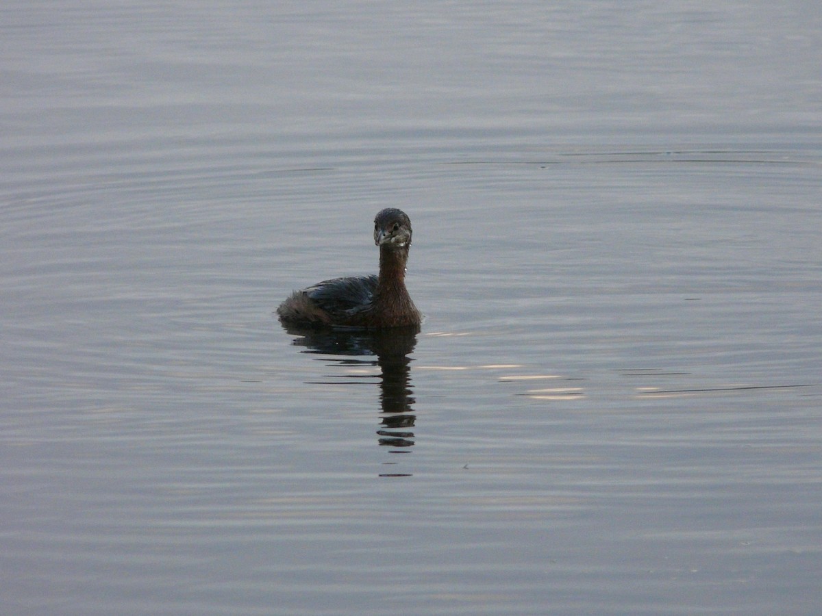 Pied-billed Grebe - ML61204171