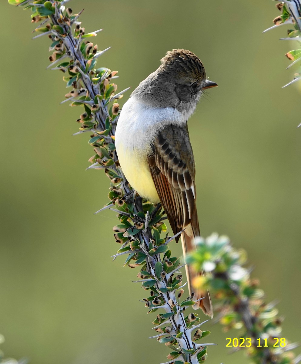 Nutting's Flycatcher - ML612041724