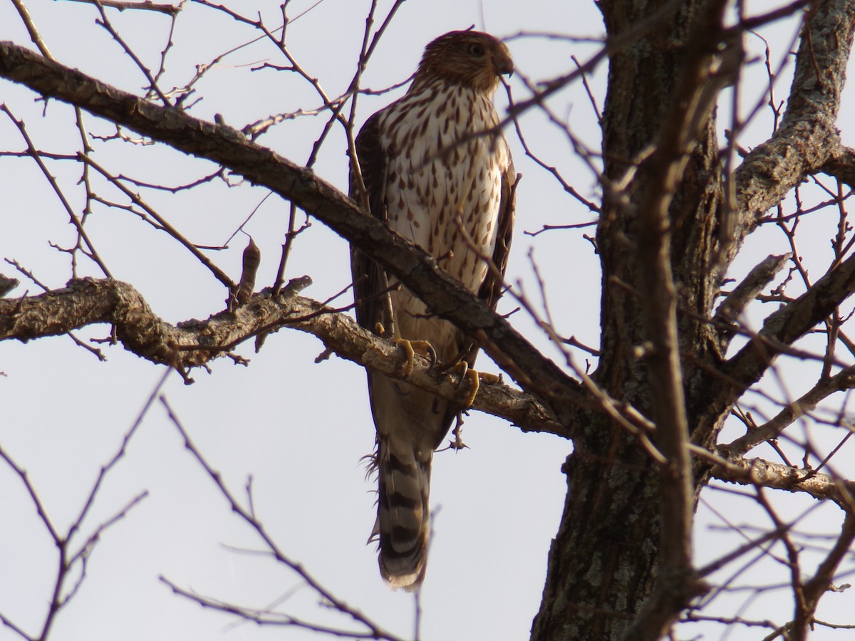 Cooper's Hawk - ML612041740