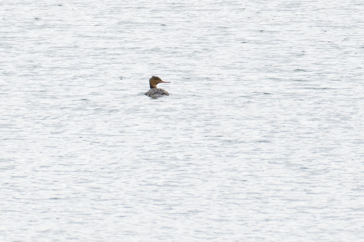 Red-breasted Merganser - jerry amerson