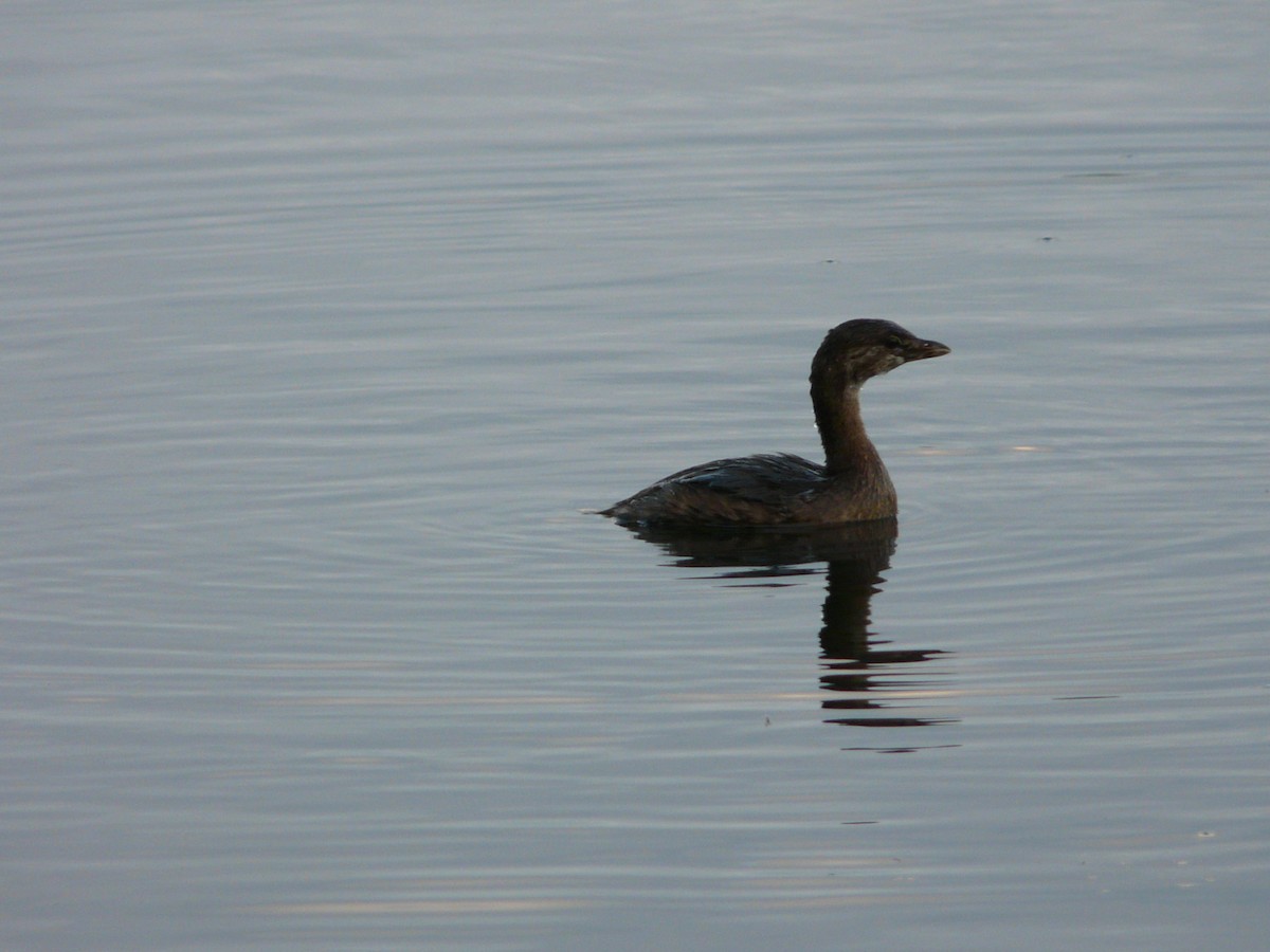 Pied-billed Grebe - ML61204181