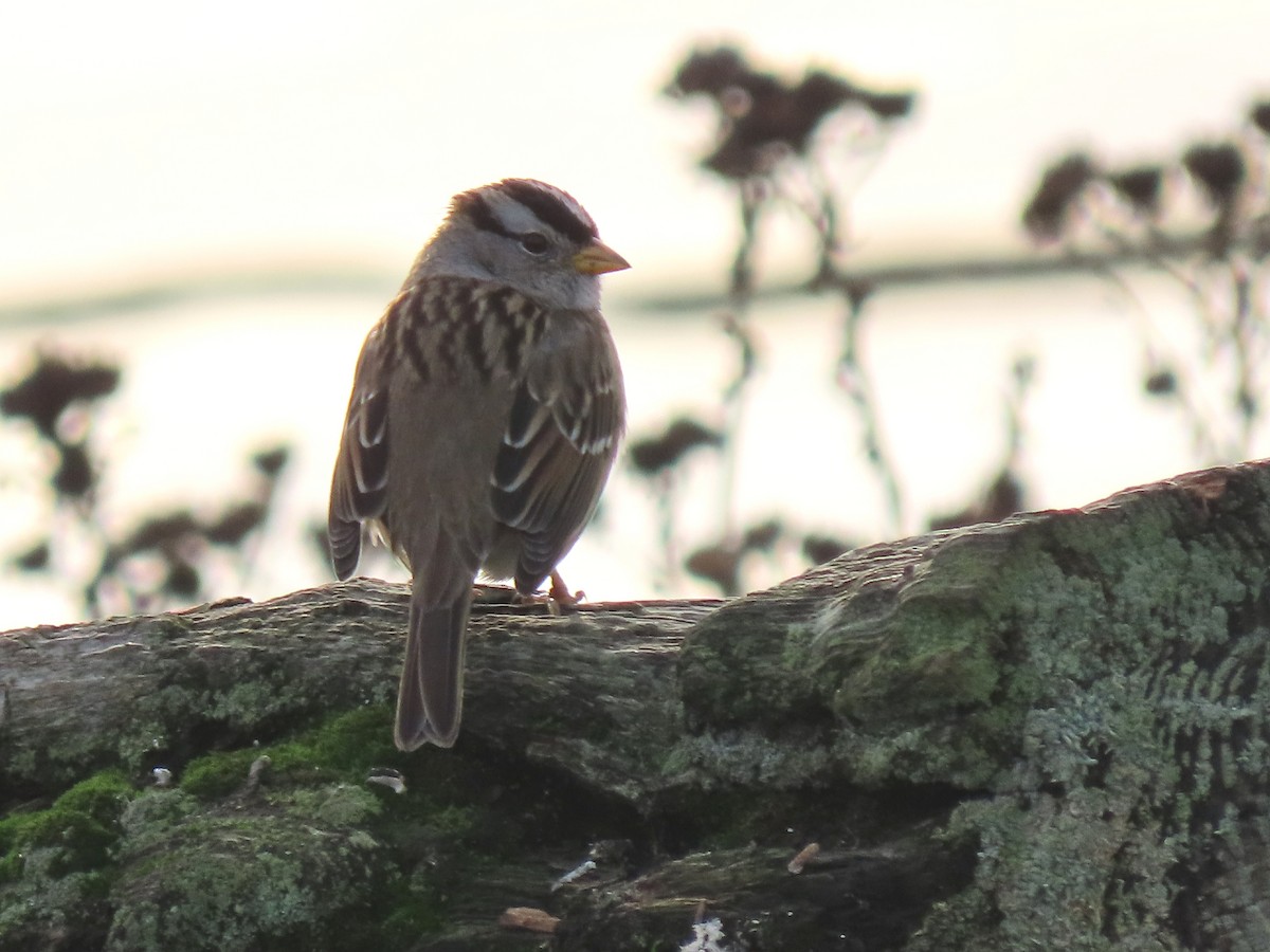 White-crowned Sparrow - ML612041838