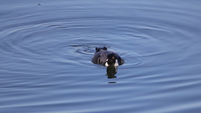 Guillemot à cou blanc - ML612041852