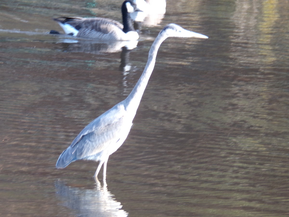 Great Blue Heron - ML612041857