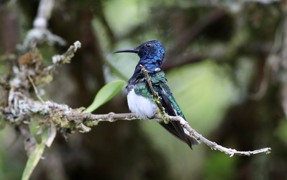 White-necked Jacobin - ML612041895