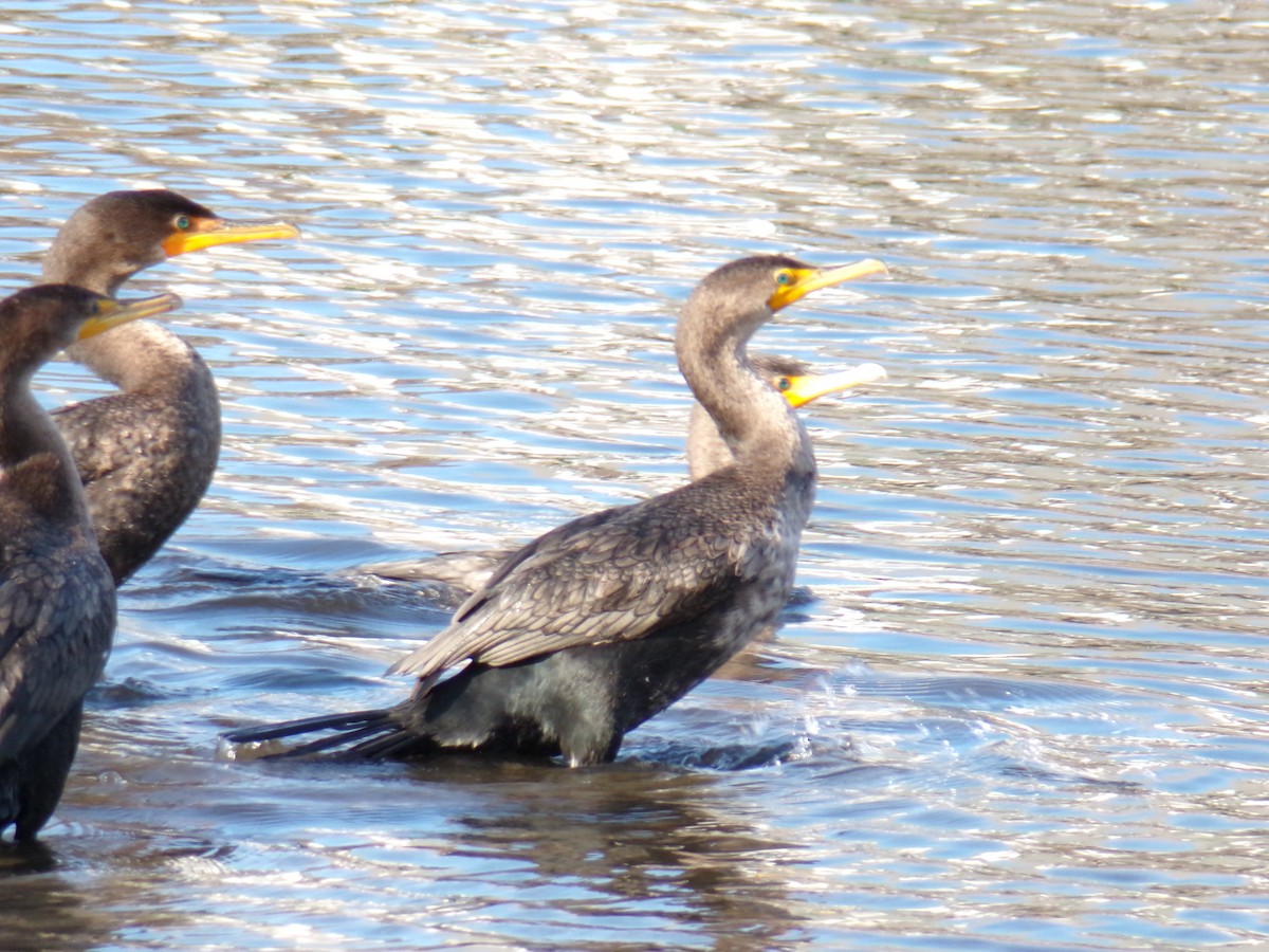 Cormoran à aigrettes - ML612041914