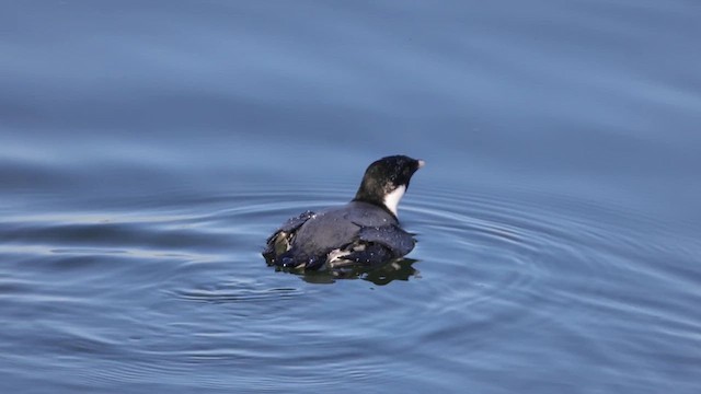 Guillemot à cou blanc - ML612041957