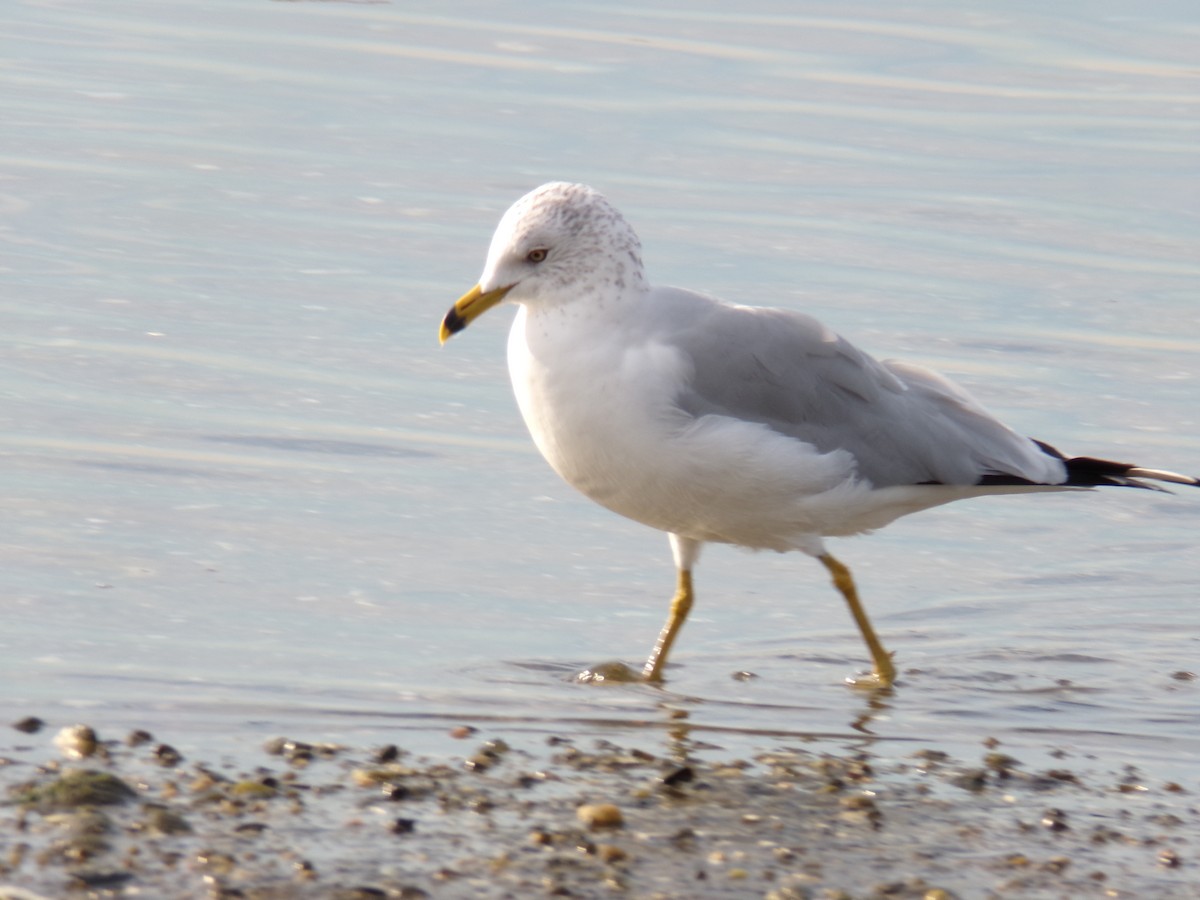 Ring-billed Gull - Aquiles Enriquez