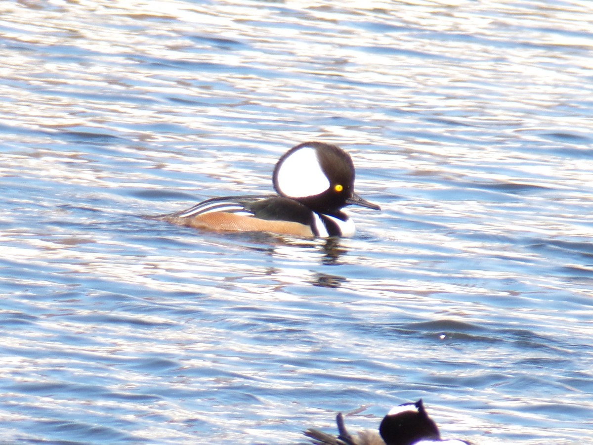 Hooded Merganser - Aquiles Enriquez