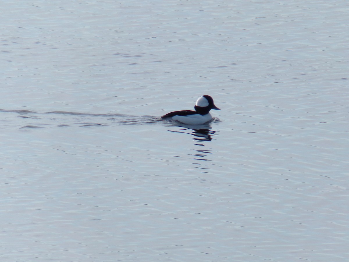 Bufflehead - ML612041976