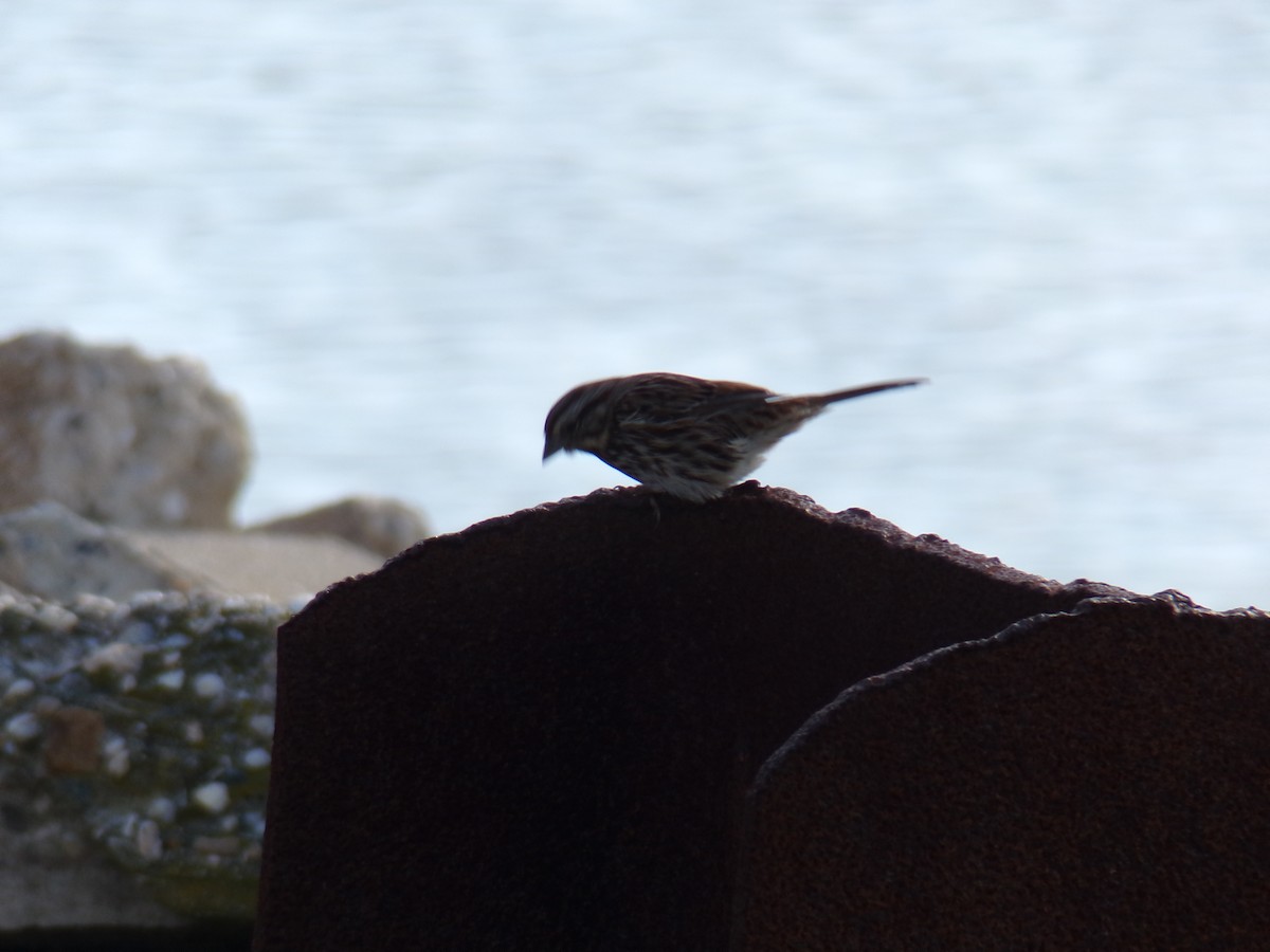 Song Sparrow - ML612042031