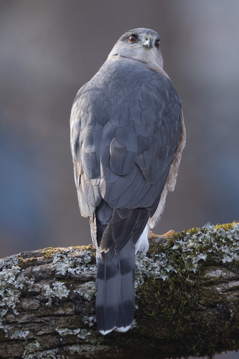 Cooper's Hawk - ML612042038