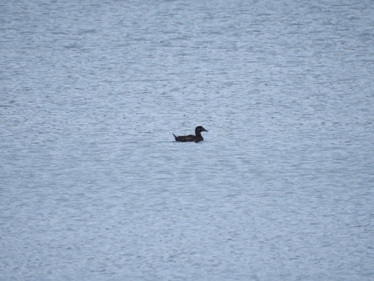 Surf Scoter - ML612042048