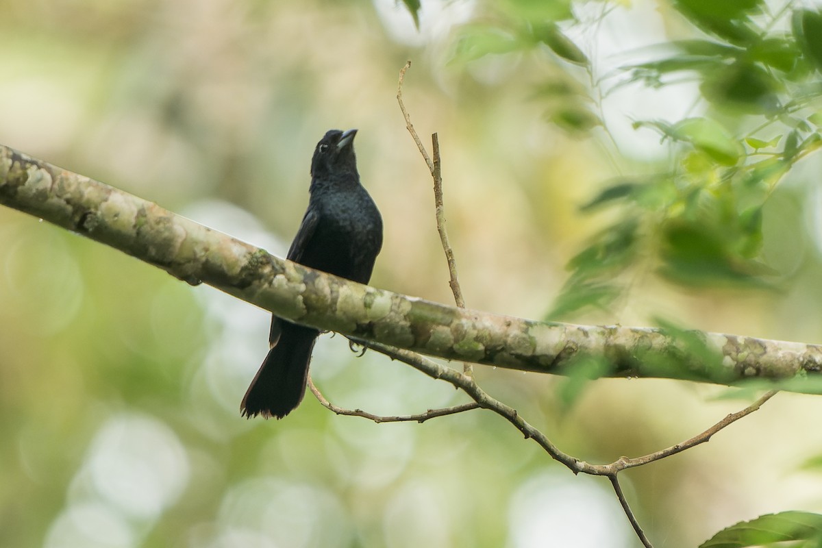 Ruby-crowned Tanager - Tyler Wenzel