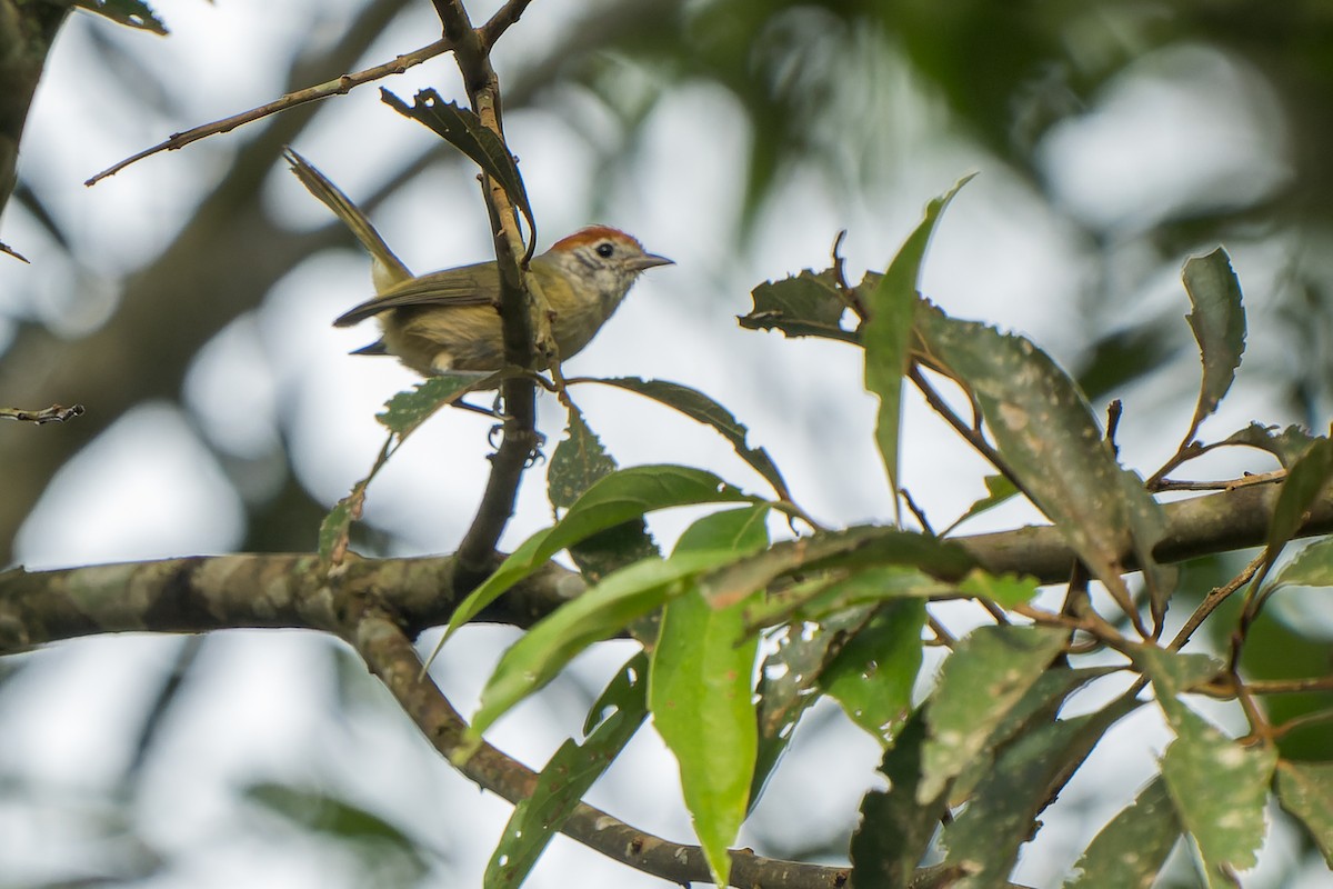 Rufous-crowned Greenlet - Tyler Wenzel