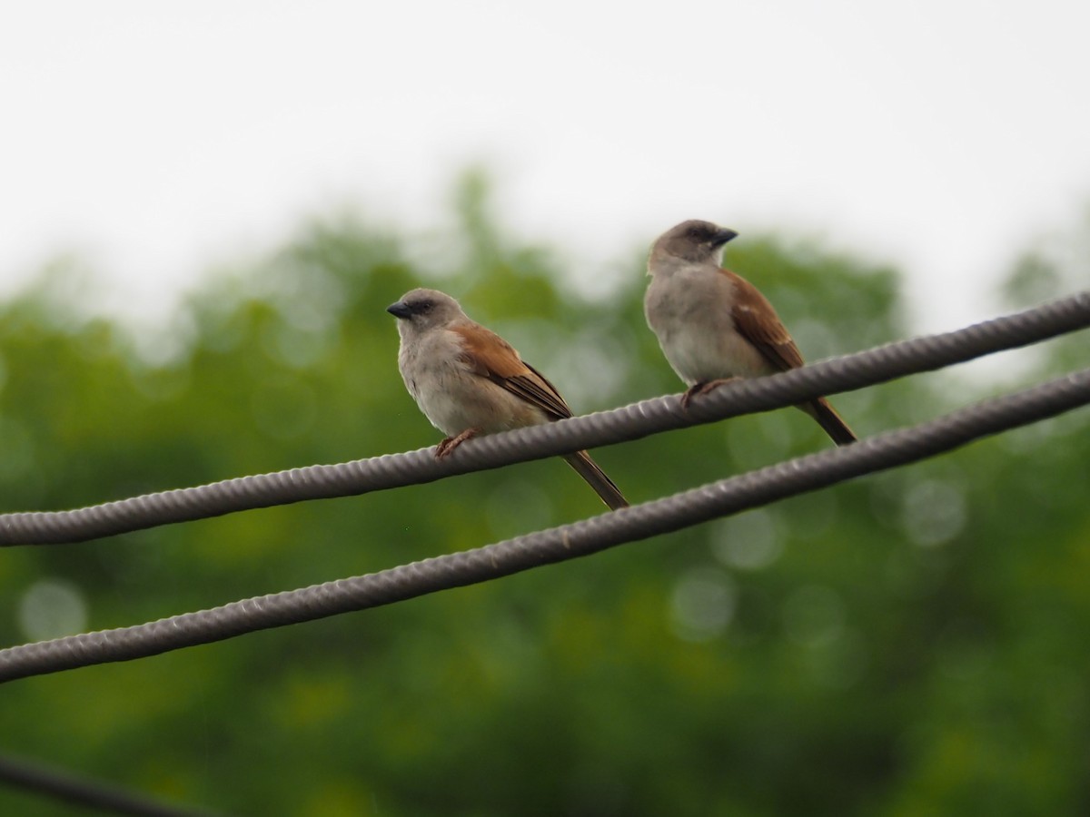 Northern Gray-headed Sparrow - Selvino de Kort