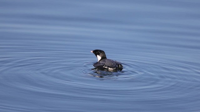 Guillemot à cou blanc - ML612042097