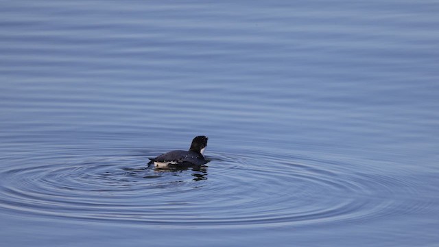 Ancient Murrelet - ML612042126