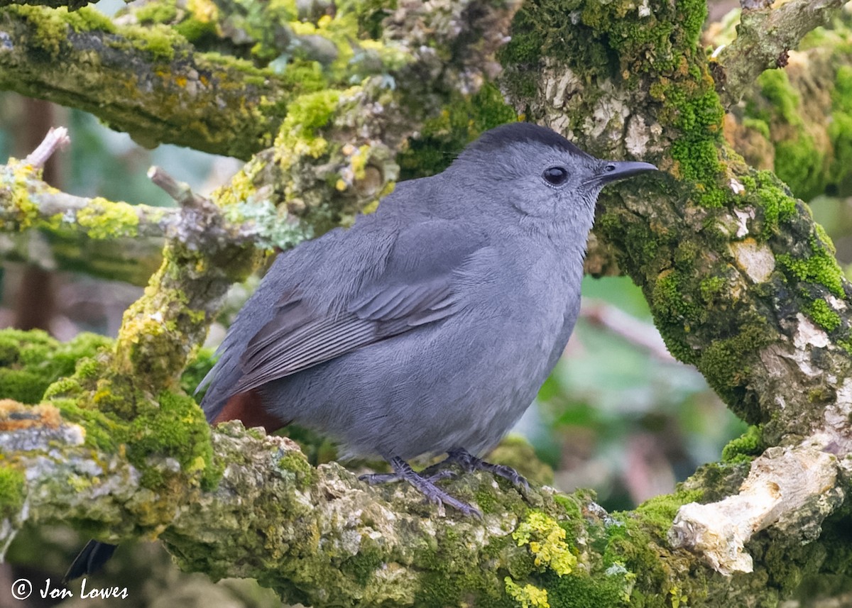 Miaulari grisa - ML612042136