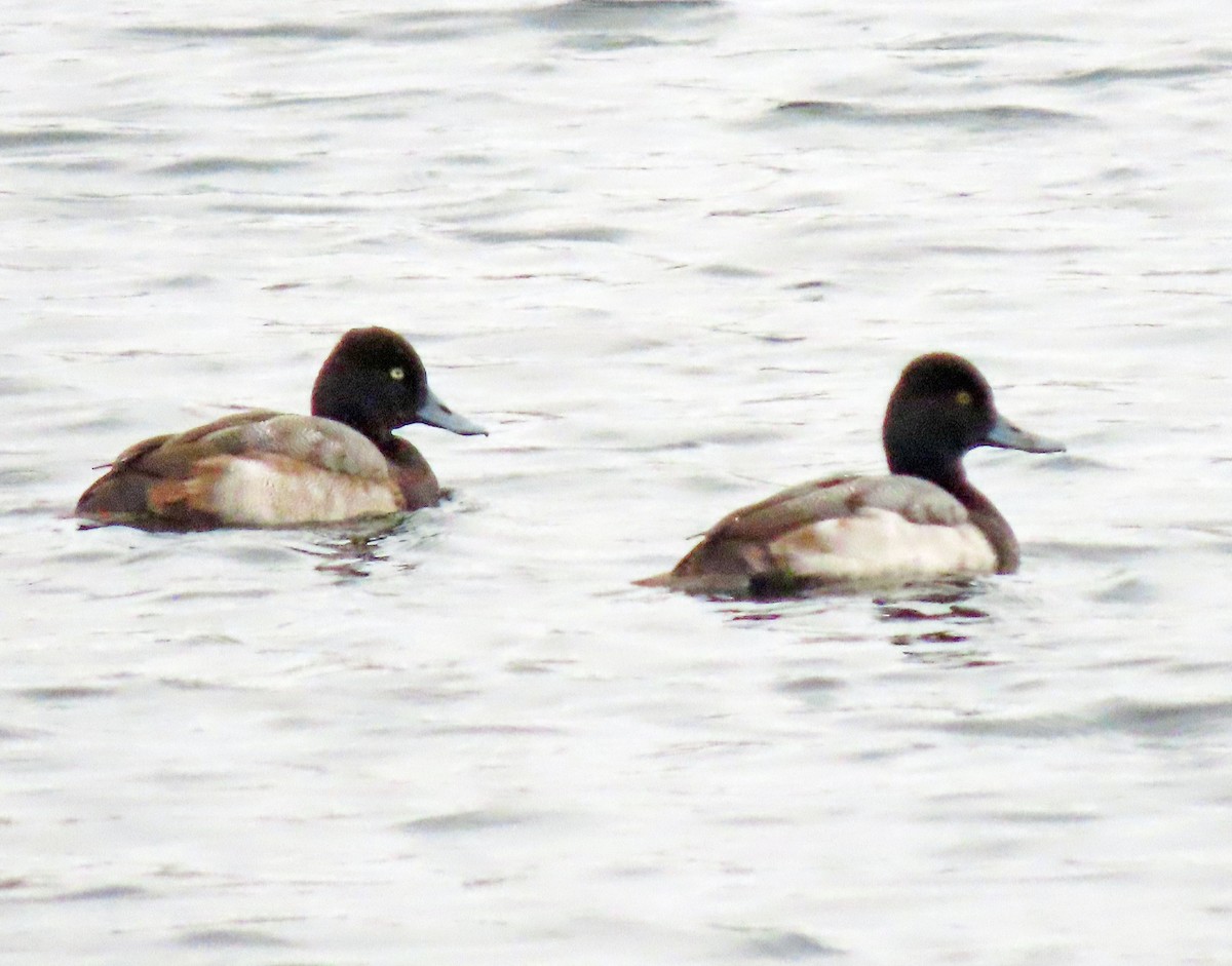 Lesser Scaup - ML612042171