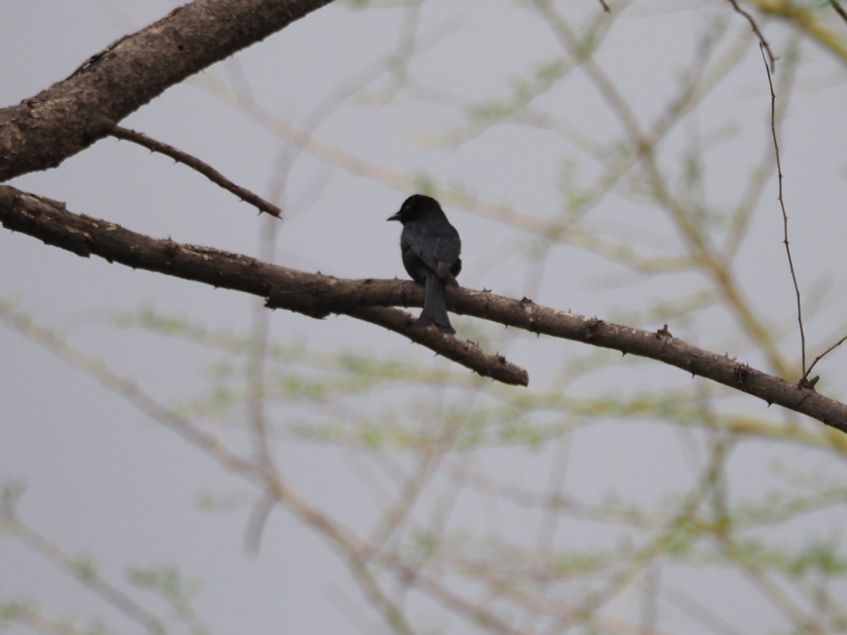 Çatal Kuyruklu Drongo - ML612042181