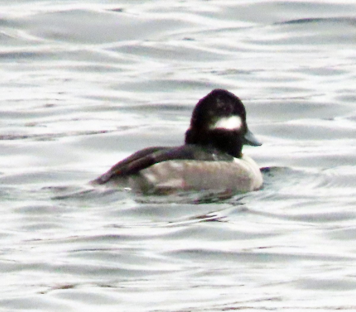 Bufflehead - ML612042186