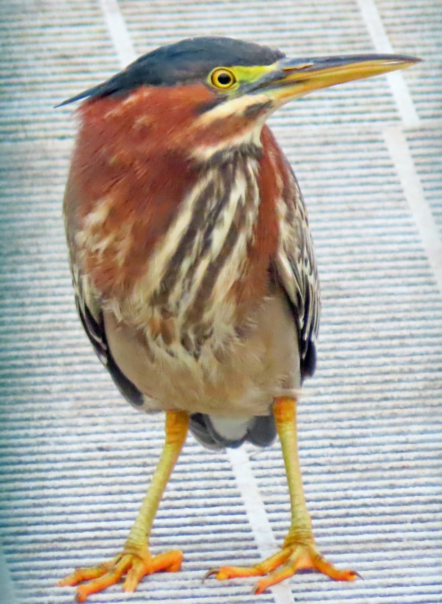 Green Heron - ML612042196