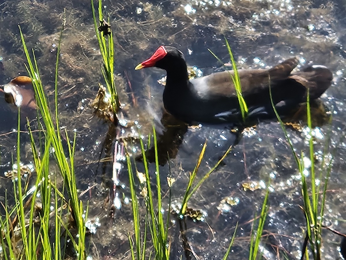 Common Gallinule - ML612042200