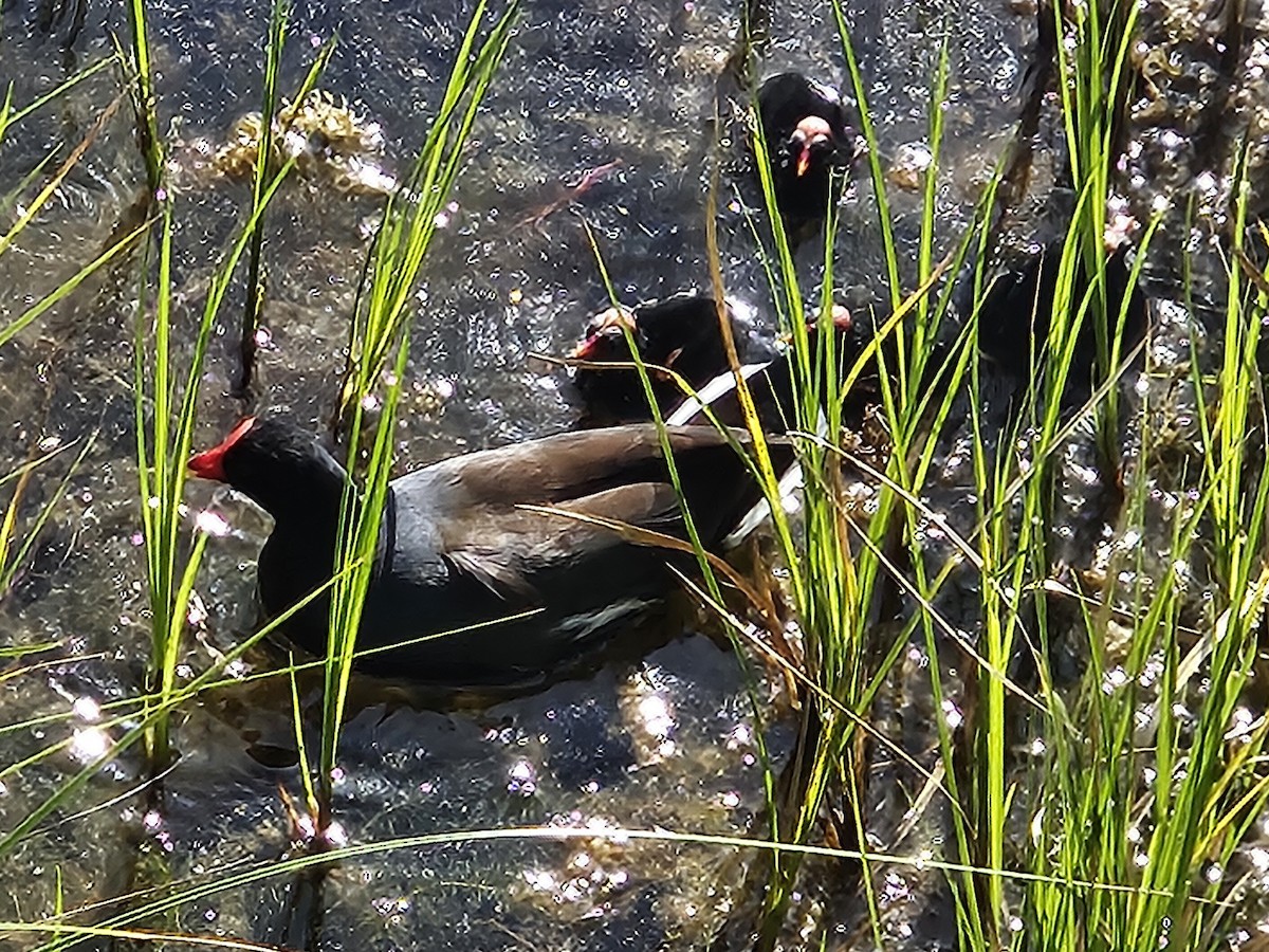 Common Gallinule - ML612042201