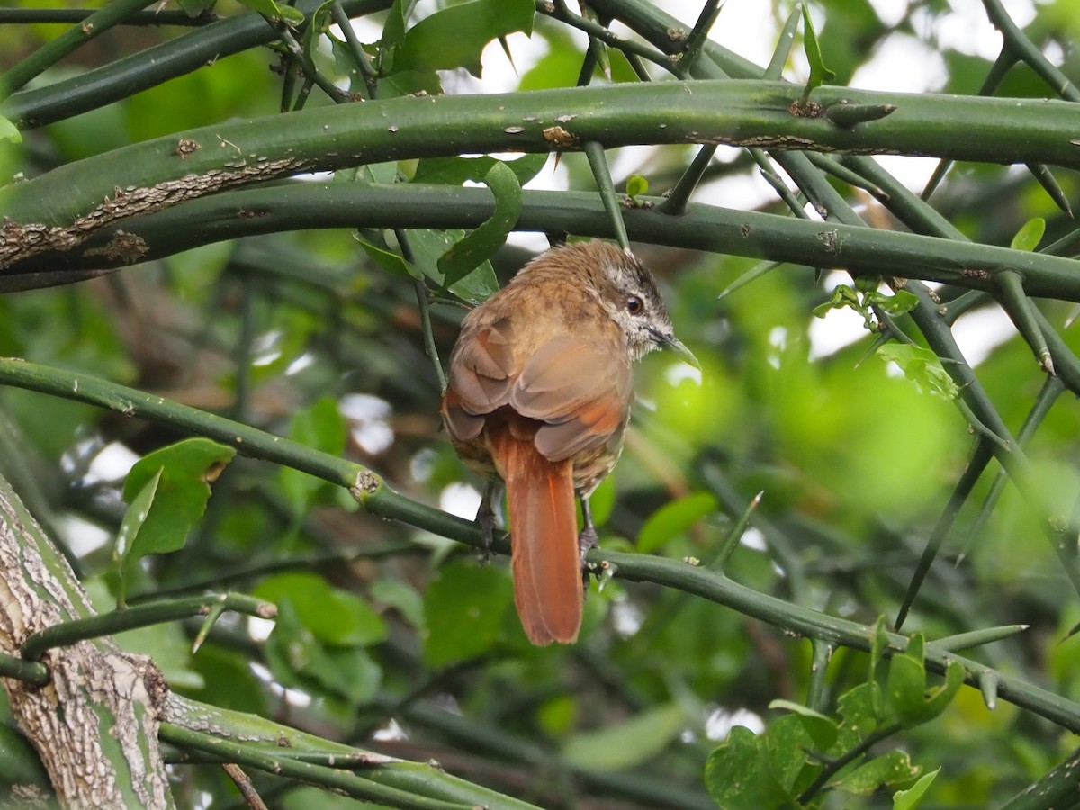 Spotted Morning-Thrush - ML612042207