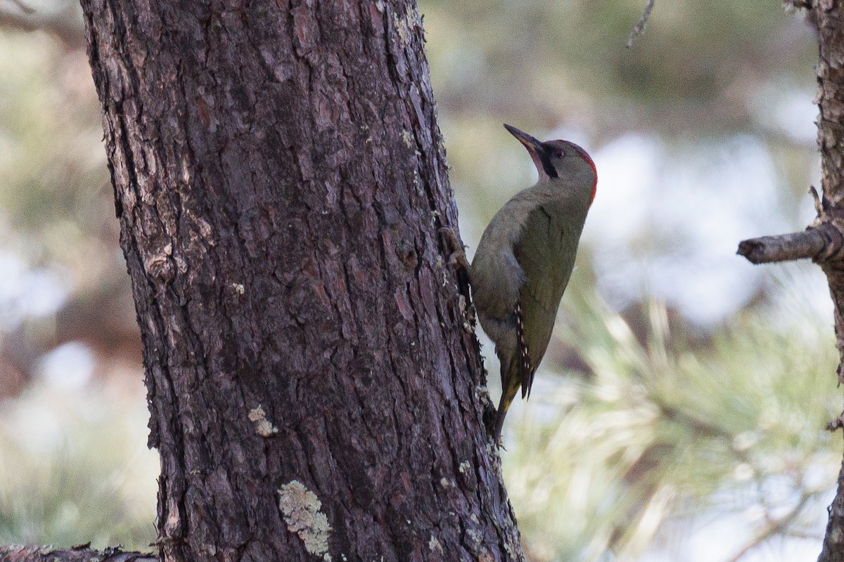 Iberian Green Woodpecker - Antonio Xeira