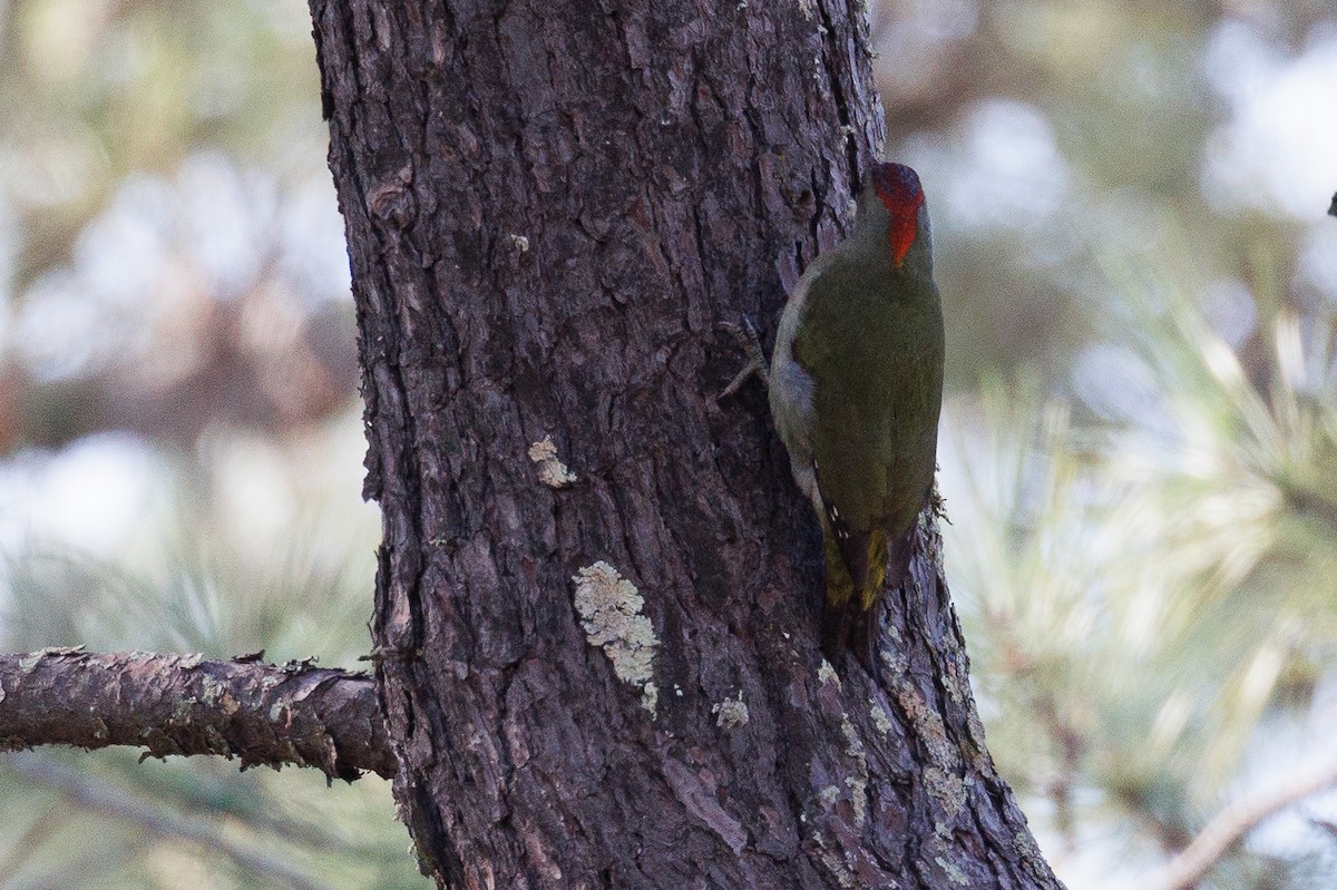 Iberian Green Woodpecker - ML612042232