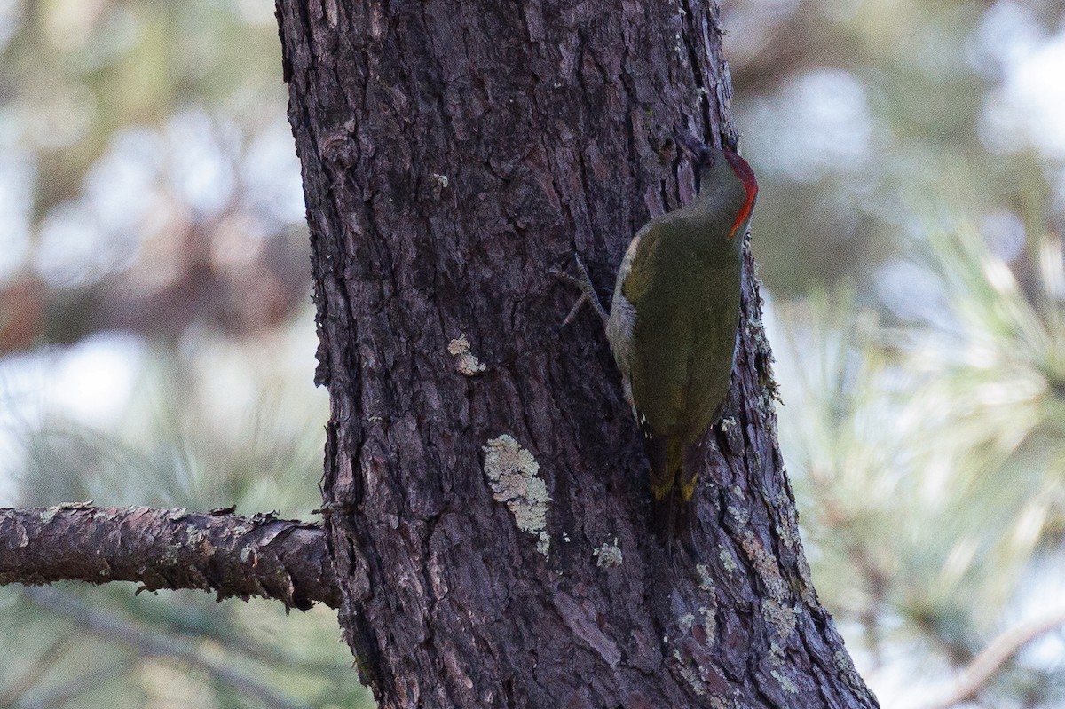 Iberian Green Woodpecker - ML612042233