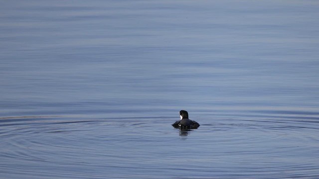 Guillemot à cou blanc - ML612042238